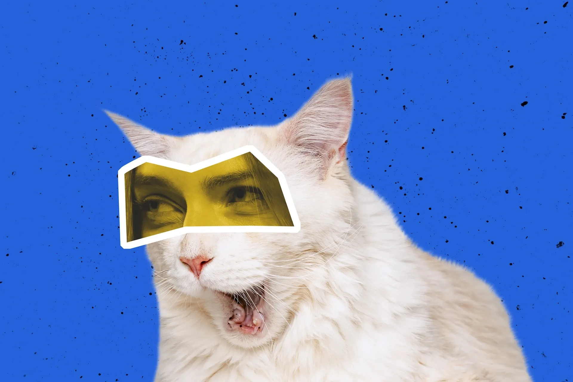 Strange-looking cat with human eyes